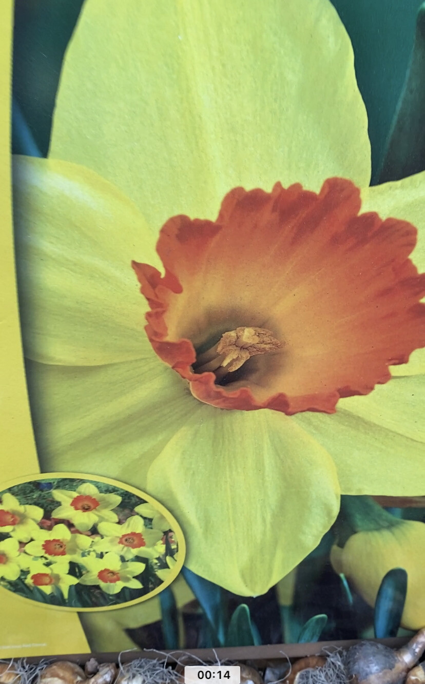 10 Daffodils Red Devon