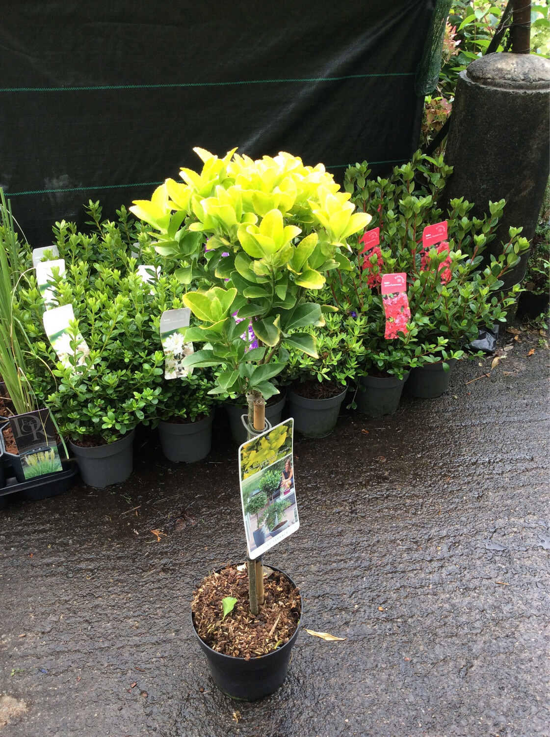 Euonymus “El Dorado”
