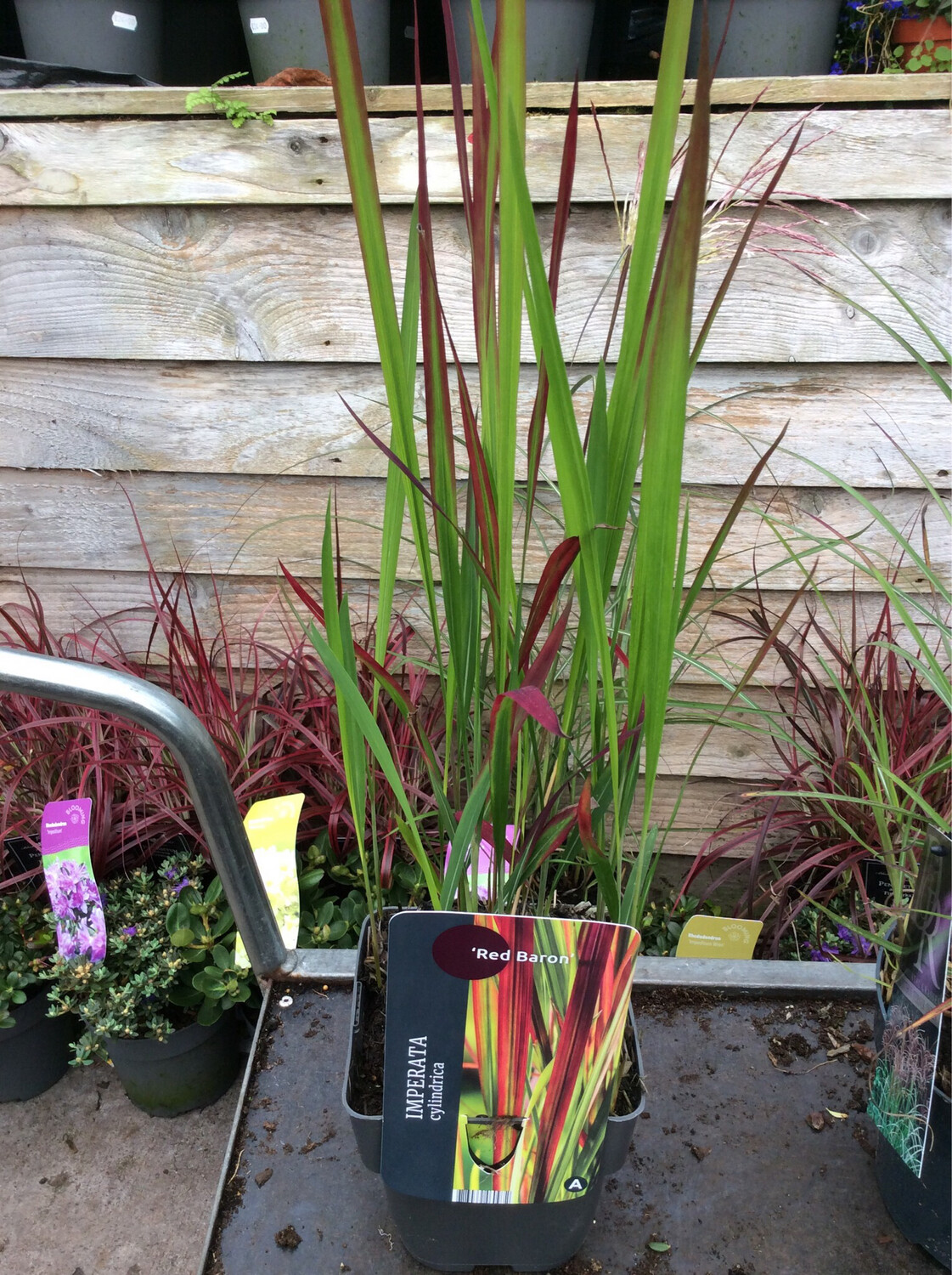 Imperata Red Baron , tough ornamental grass with green and red foliage. Winter hardy and tough . Happy In full sun or half shade . Good in pots beds and containers.