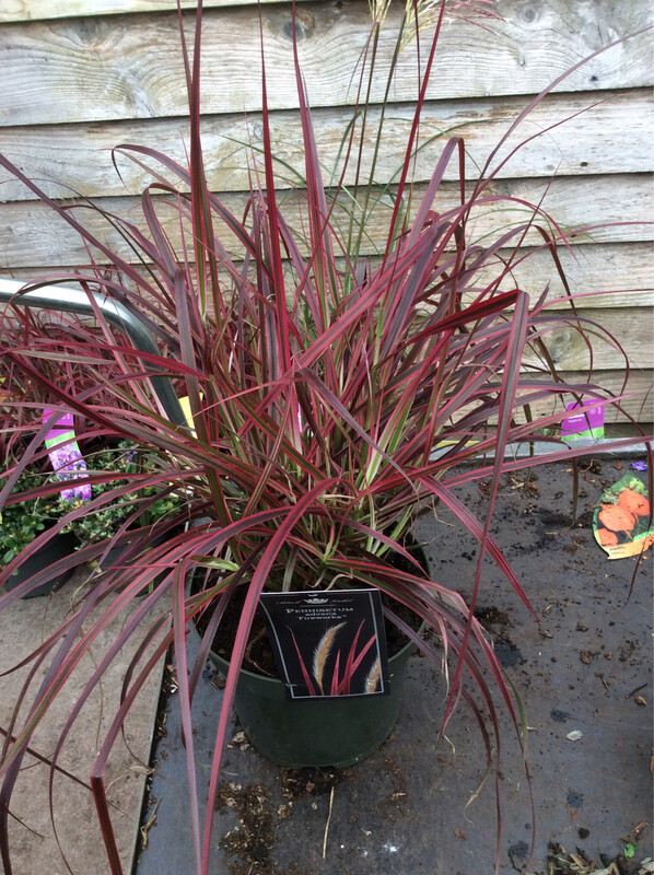 Pennisetum “Fireworks”