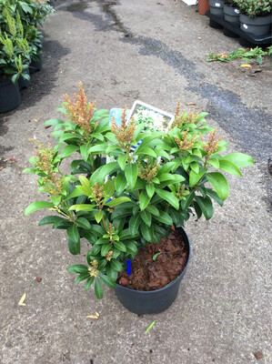 Pieris &#39;White Pearl&#39;