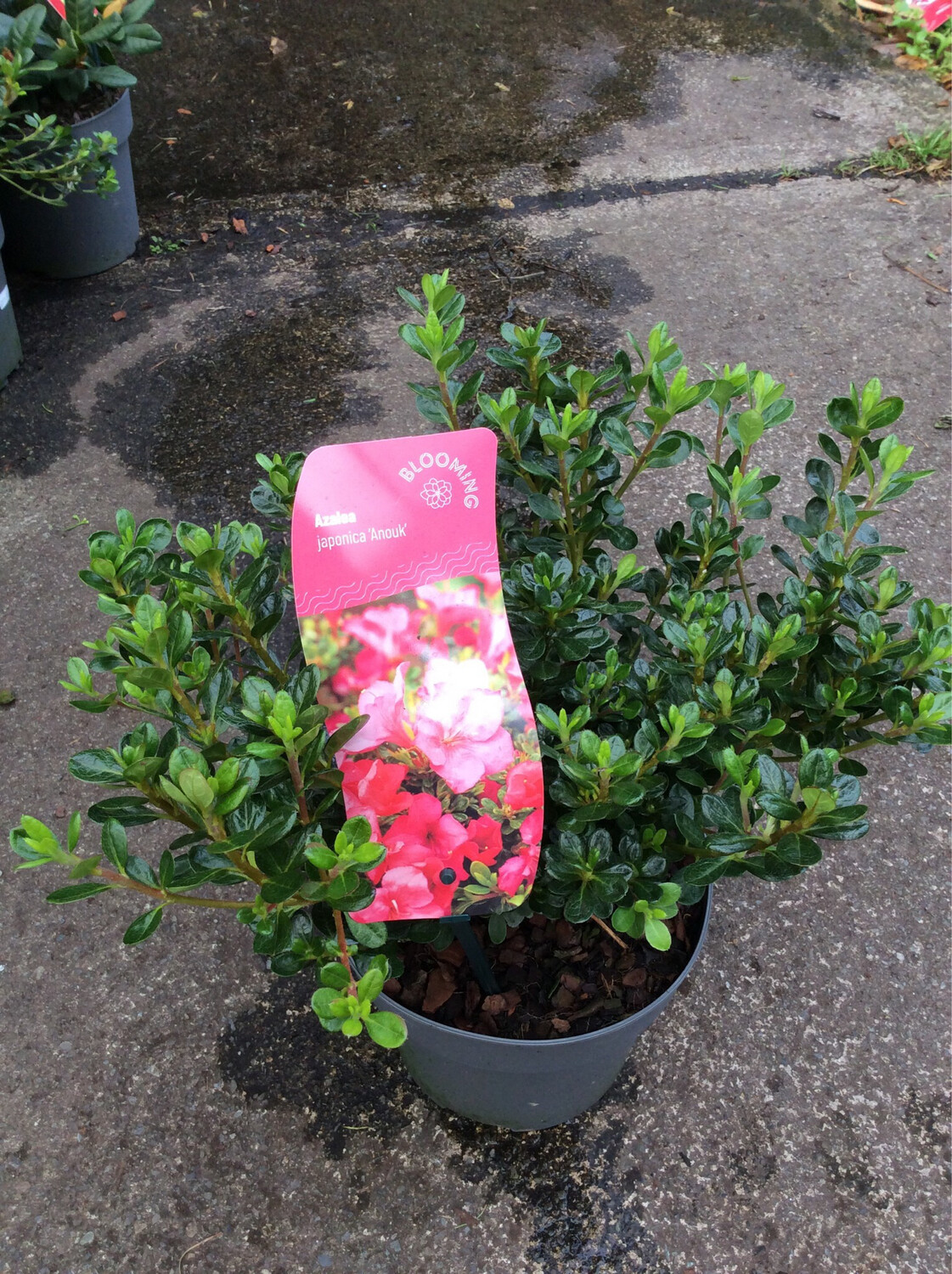Japanese Azalea ,Azalea Japonica &#39;Anouk&#39; hardy dwarf evergreen shrub that is happy growing in pots or beds . Position sheltered from early morning sun. Fertilise regularly with our High Iron Formula