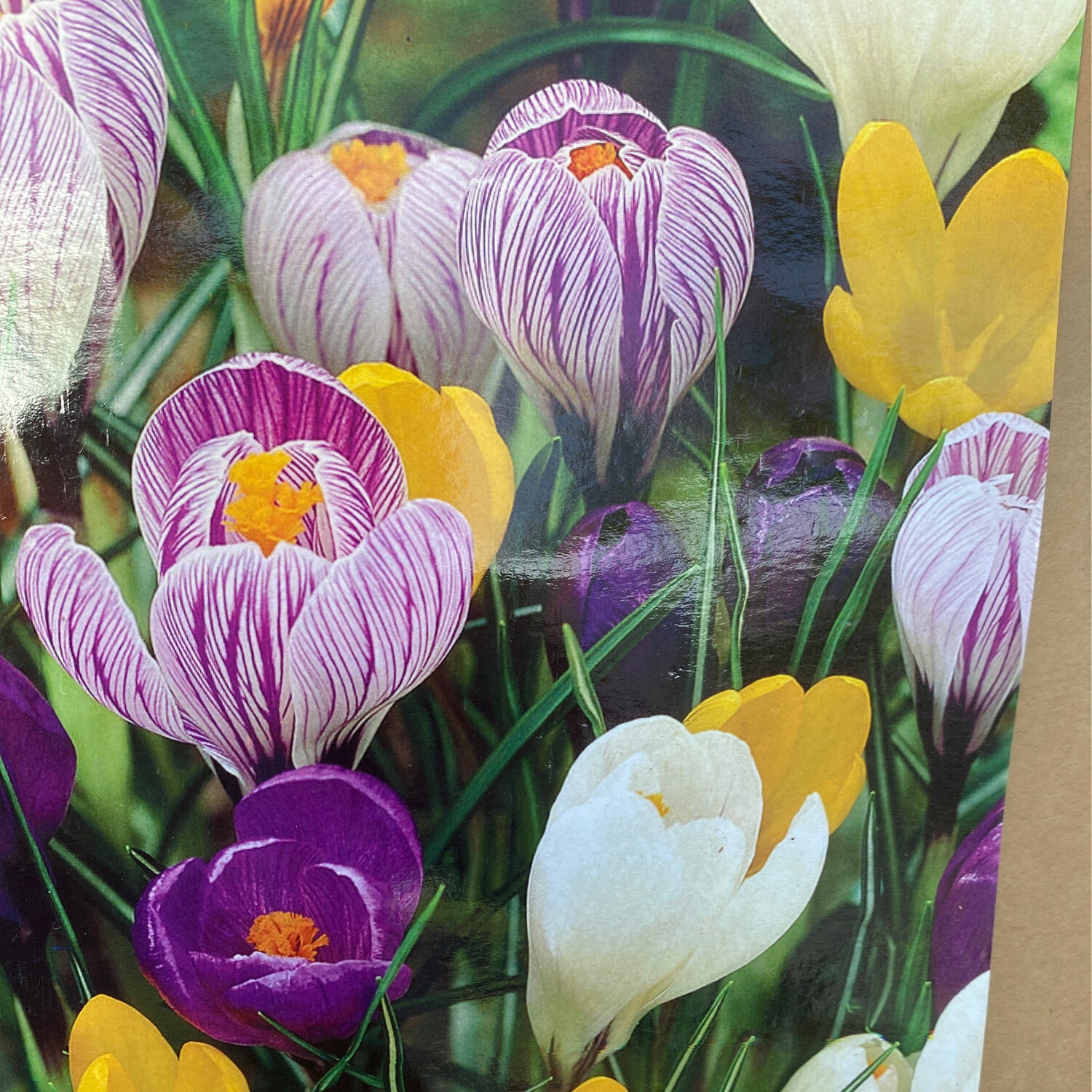10 Crocus Mix Large Flowering