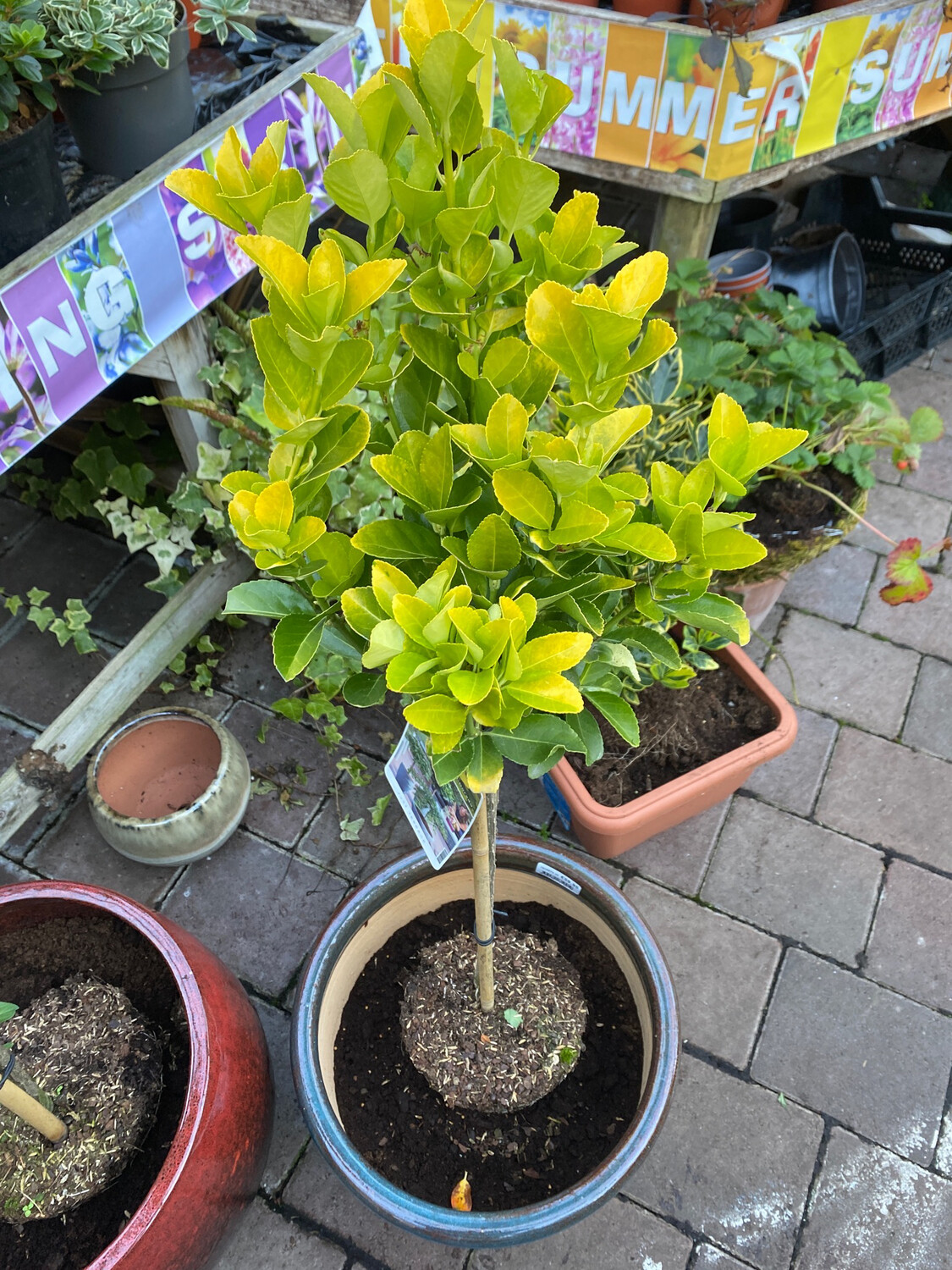 Euonymus Eldorado Hardy Evergreen Mini Tree for pots or beds