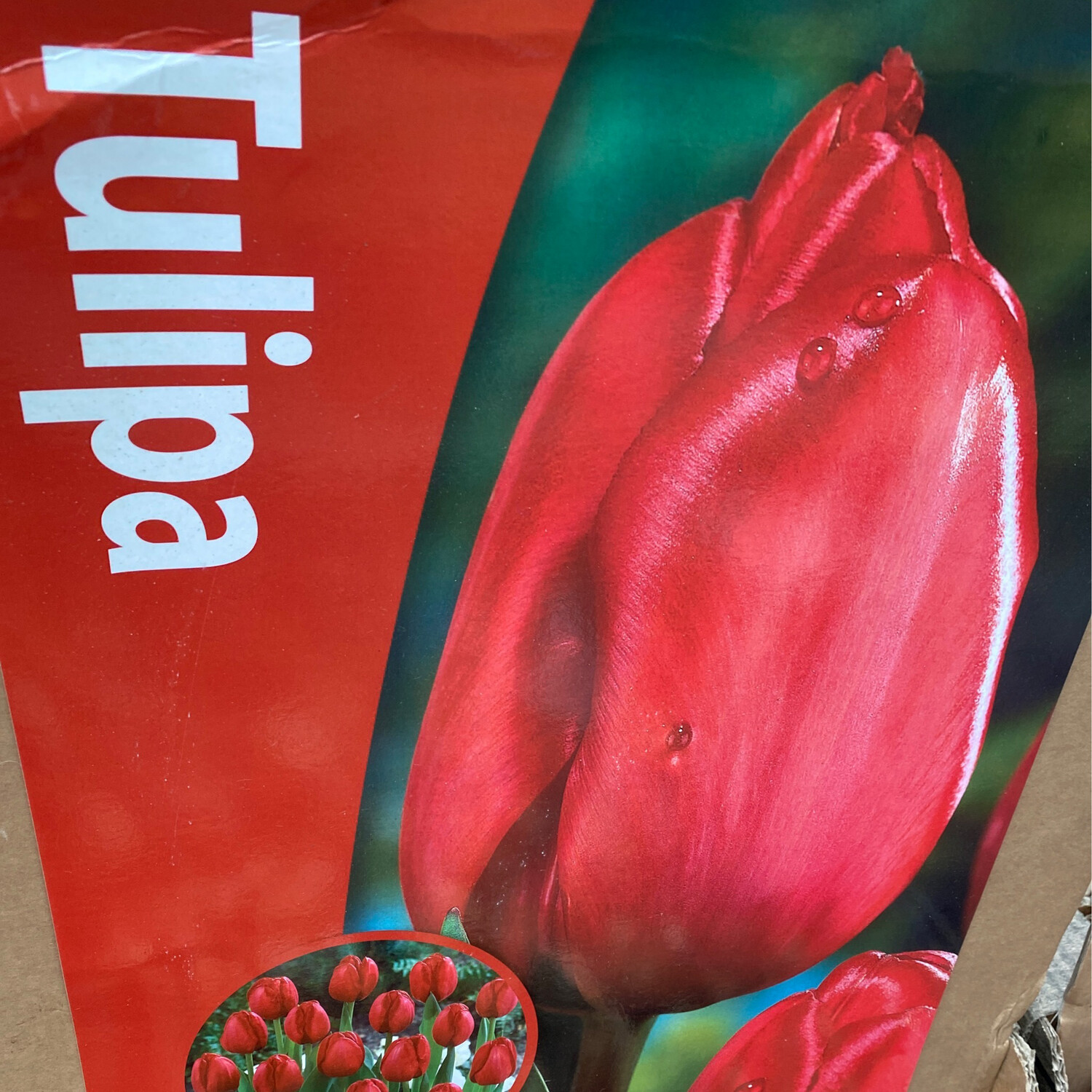 10 Tulip Red impression