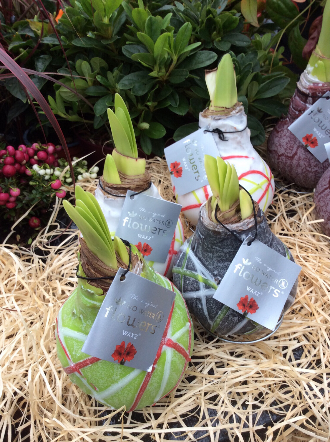 Waxed Amaryllis Bulb - Art Mixed.. Enormous Flowers Amaryllis In Wax No Soil Or Water. DUE TO DEMAND PLEASE ALLOW 14 DAYS FOR DELIVERY​​
