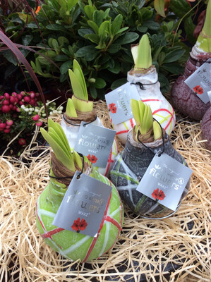 Waxed Amaryllis Bulb - Art Mixed.. Enormous Flowers Amaryllis In Wax No Soil Or Water. DUE TO DEMAND PLEASE ALLOW 14 DAYS FOR DELIVERY​​