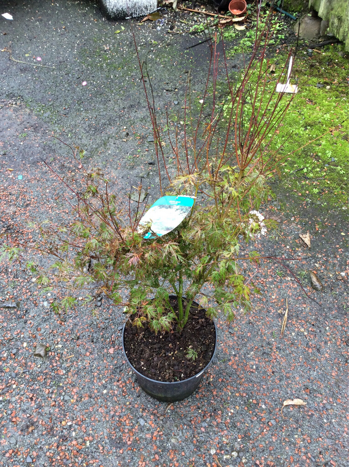 Acer “Seiryu”