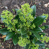 Skimmia Finchy (Male )Colourful flower buds all winter ,fragrant flowers in spring