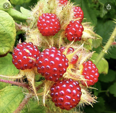 Japanese Wineberry ,needs some support ,heavy crops of small delicious berries on long stems