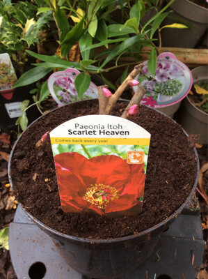 Itoh Paeonia “Scarlet Heaven” don’t expect flowers in first year . They Will flower very well from 2 Nd 3 Rd Year