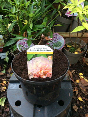 Itoh Paeonia “Scrumdiddlyumptious”