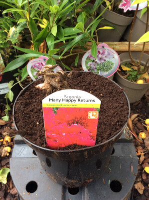 Paeonia &#39;Many Happy Returns&#39;