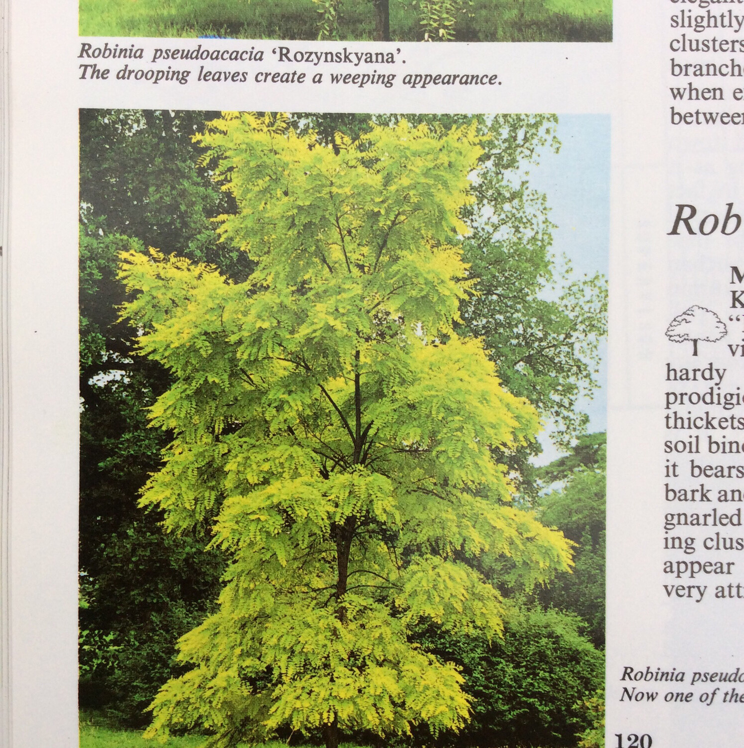Robinia Frisia colourful Small Garden tree with bright golden foliage /Strong pot grown trees