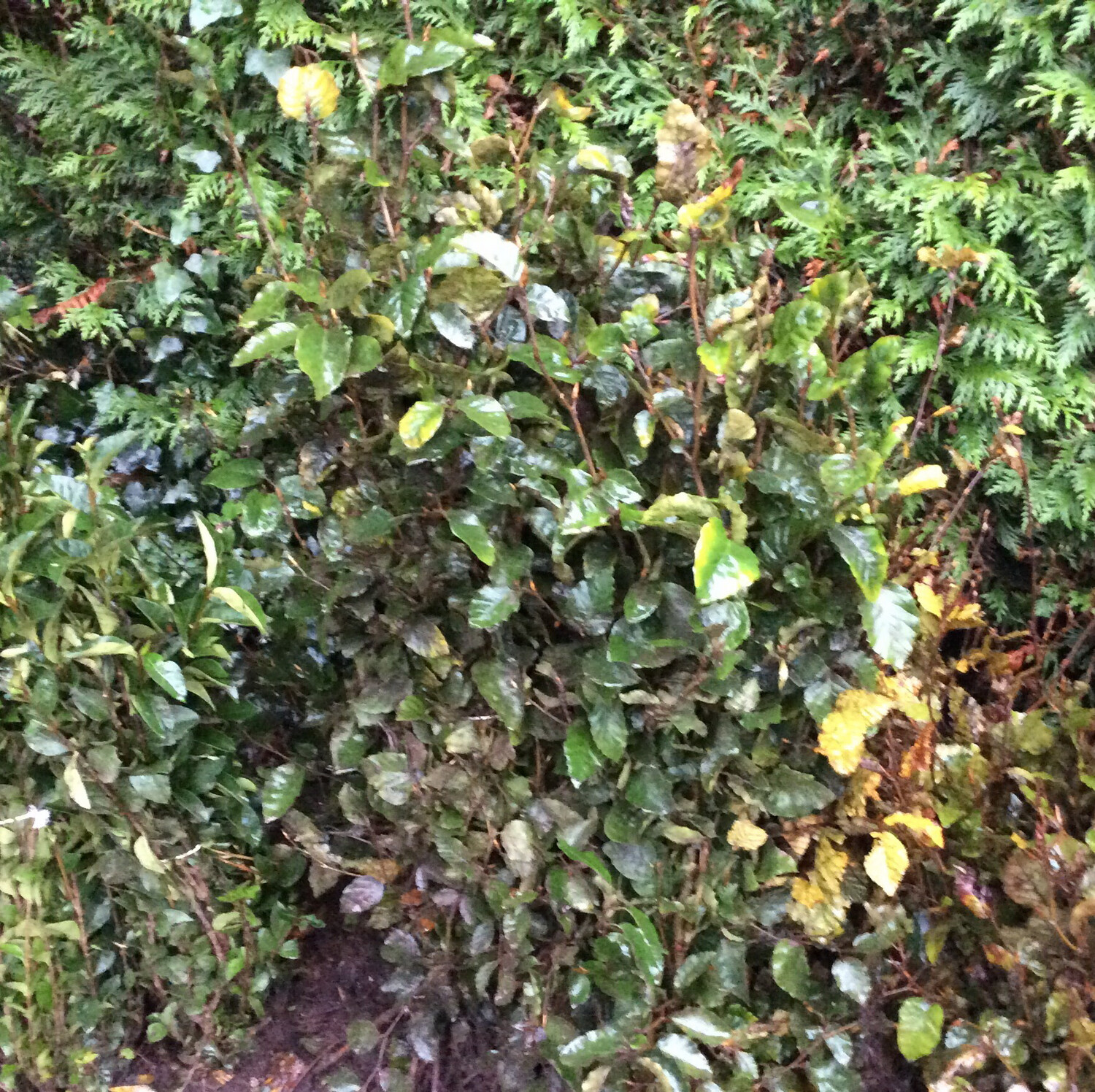 Green Beech Hedging Strong approx 4ft Bushy Excellent Root System DELIVERY FROM NOVEMBER IN DORMANT SEASON