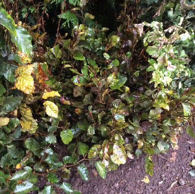 Beech Hedging Approx 2 1/2 ft Bushy DELIVERY FROM NOVEMBER IN DORMANT SEASON