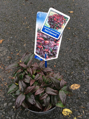 Leucothoe “Dark Diamond”