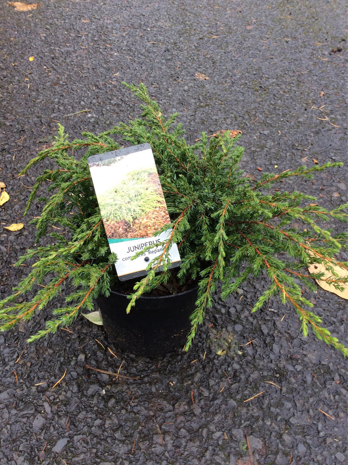 Juniperus communis “Repanda”