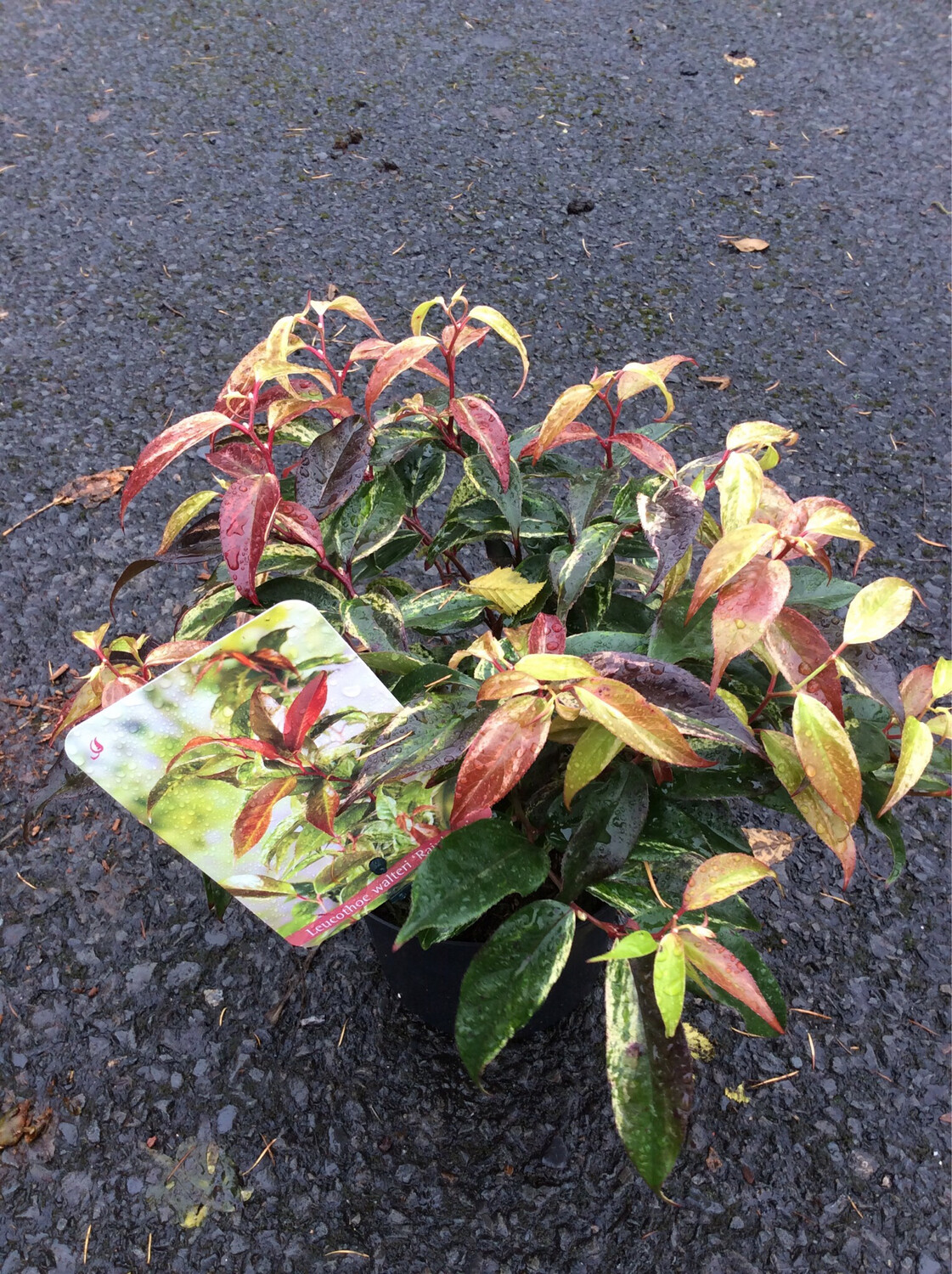 Leucothoe &#39;Rainbow&#39;
