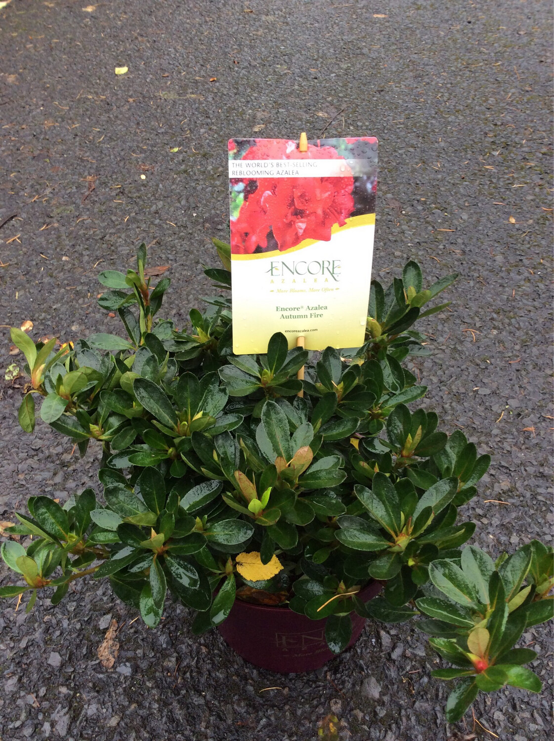 Azalea Encore Red “Autumn Fire”