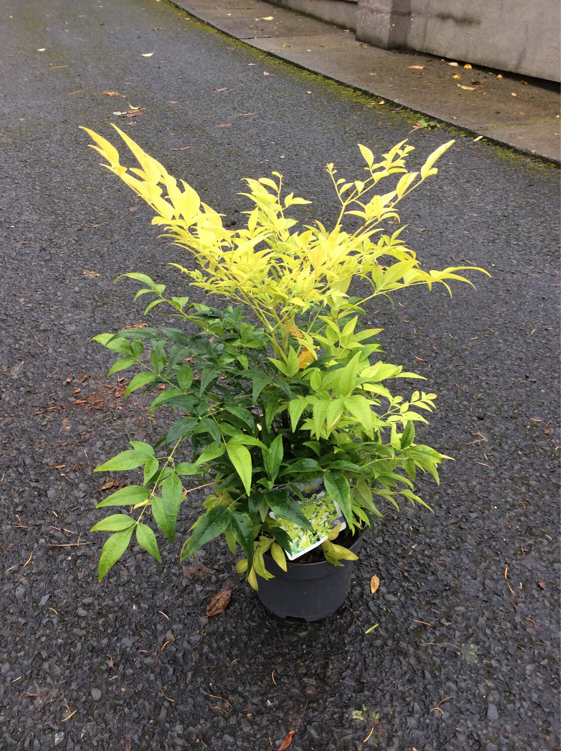 Nandina “Lemon &amp; Lime”