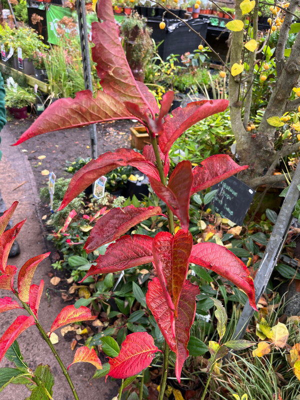 Euonymus &#39;Red Cascade&#39;