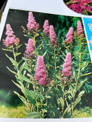 Spiraea Billardii Triumphans