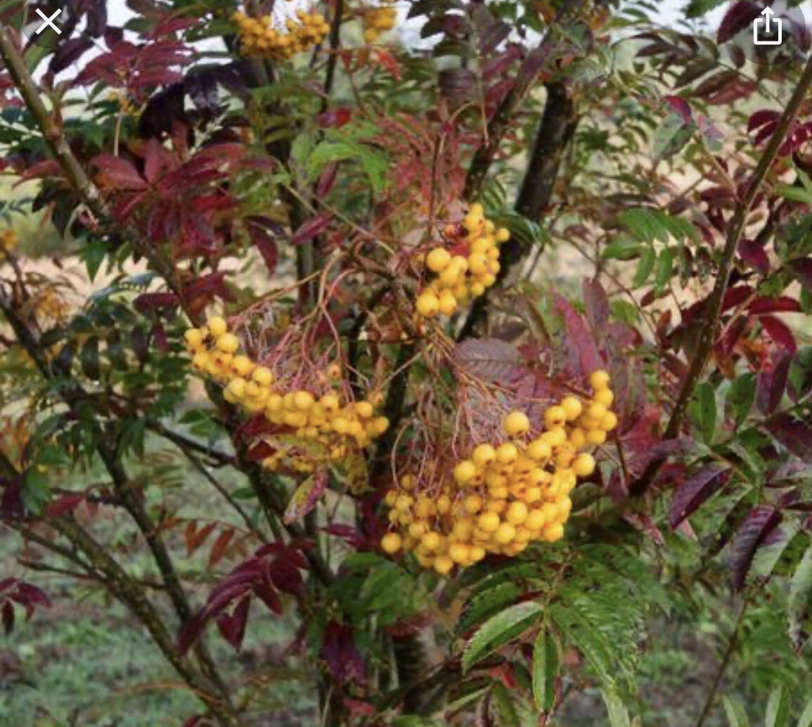 Sorbus RED Sunshine ,small garden tree with white flowers in spring,followed by colourful autumn foliage and Smothered smothered In bright yellow berries Potted 5 Year old trees ..ready for planting