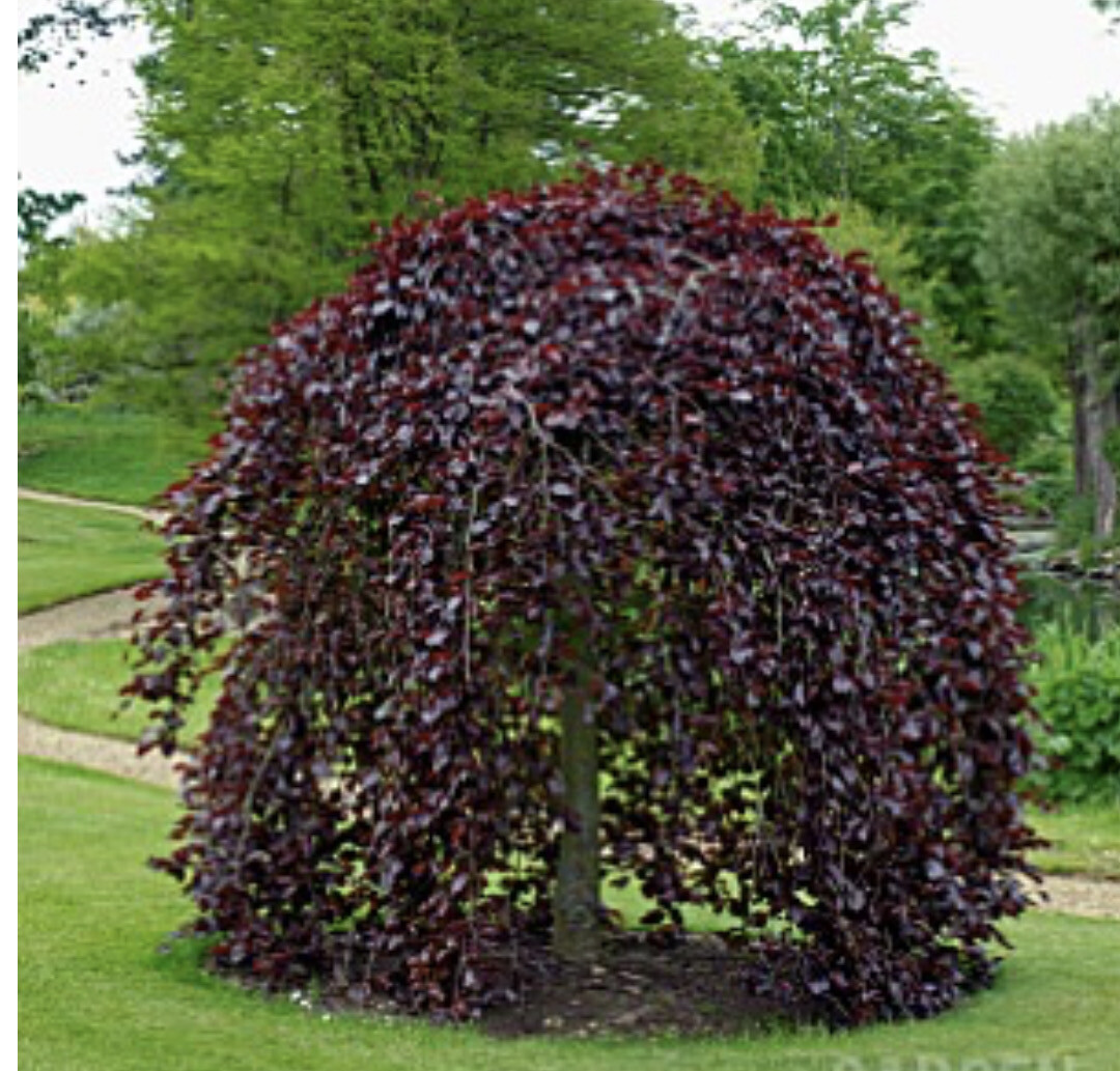 Purple Fountain Copper Beech ,small Garden Weeping Tree Young Strong Rootballed Trees 