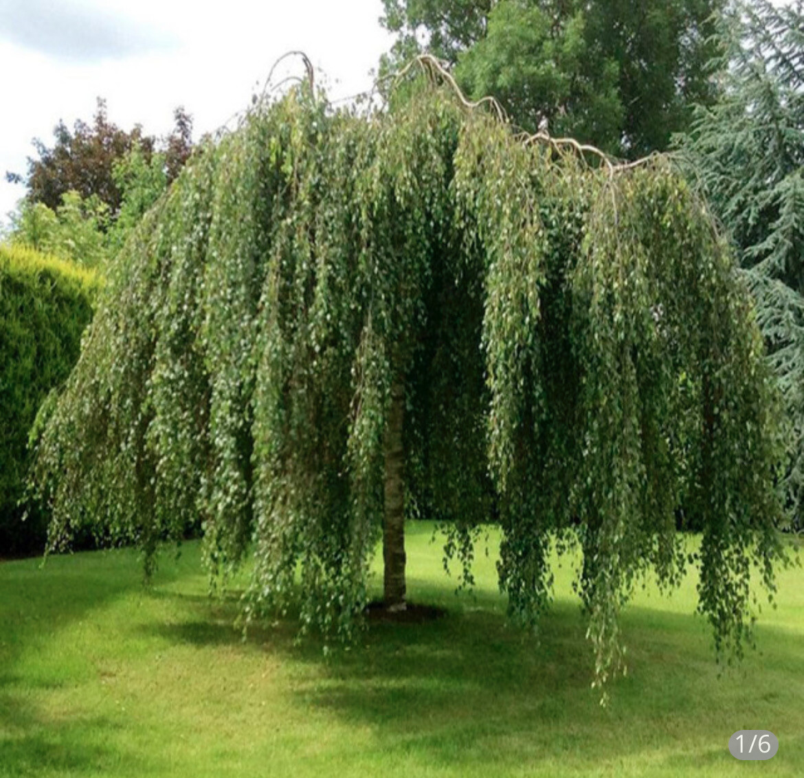 Betula Tristis CRYING BIRCH is a neat weeping tree for use as a solitary Specimen or as a entrance feature tree spilling over an entrance wall or pier ! Young Grafted  Tree Approx 150 Cm 