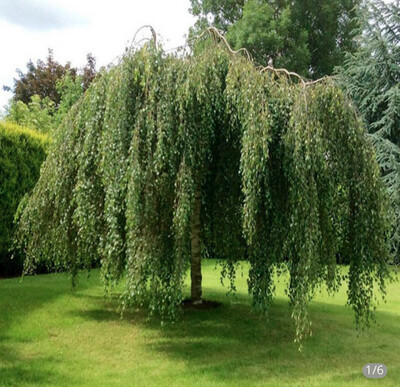Betula Tristis CRYING BIRCH is a neat weeping tree for use as a solitary Specimen or as a entrance feature tree spilling over an entrance wall or pier ! Young Grafted  Tree Approx 150 Cm 
