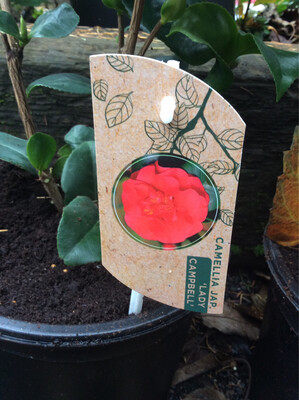Camellia Lady Campbell