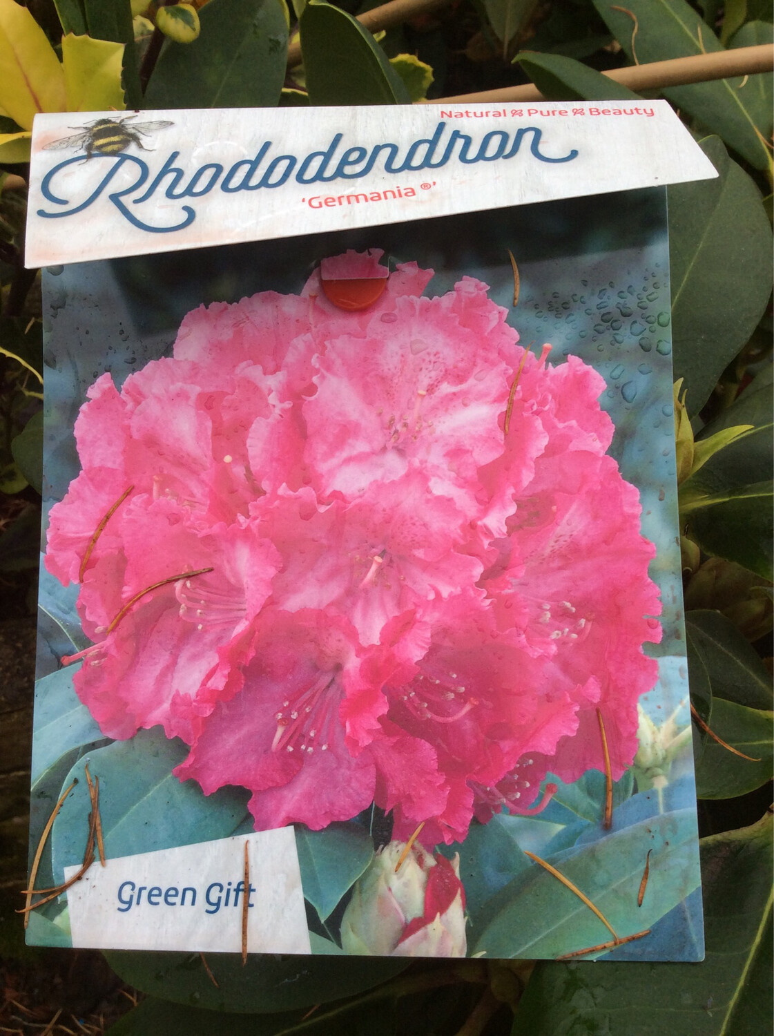 Rhododendron Germania