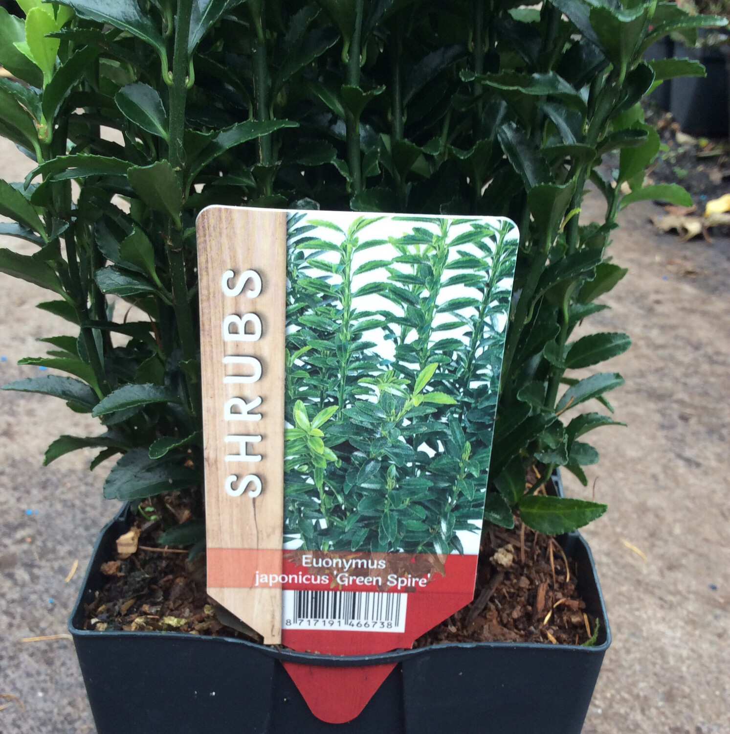 Euonymus Green Spire