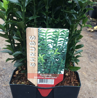 Euonymus Green Spire