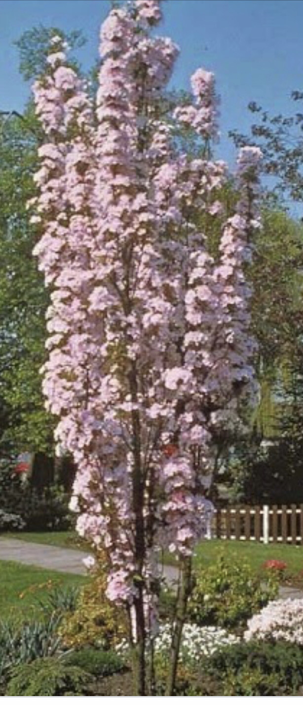 Flagpole Cherry(Prunus  Amanogawa)  Is neat Pink flowering Cherry that is neat and upright and takes up little space