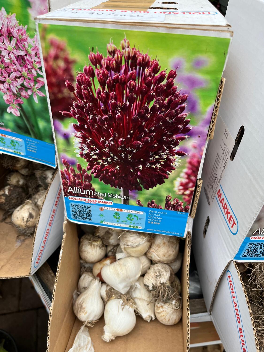 5 Allium Red Mohican