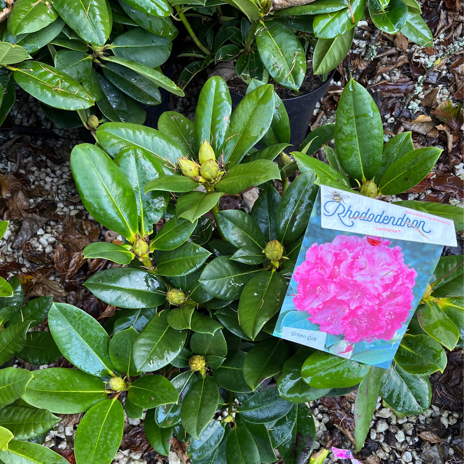 Rhododendron Germania ,hardy evergreen,flowers pink in large clusters of pink bells .Good in pots or beds!