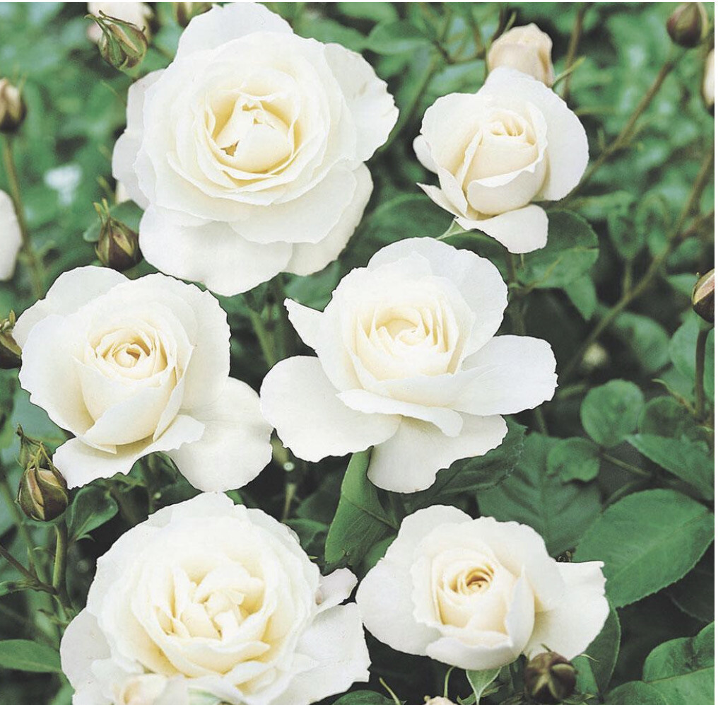 Rose Iceberg Bush
