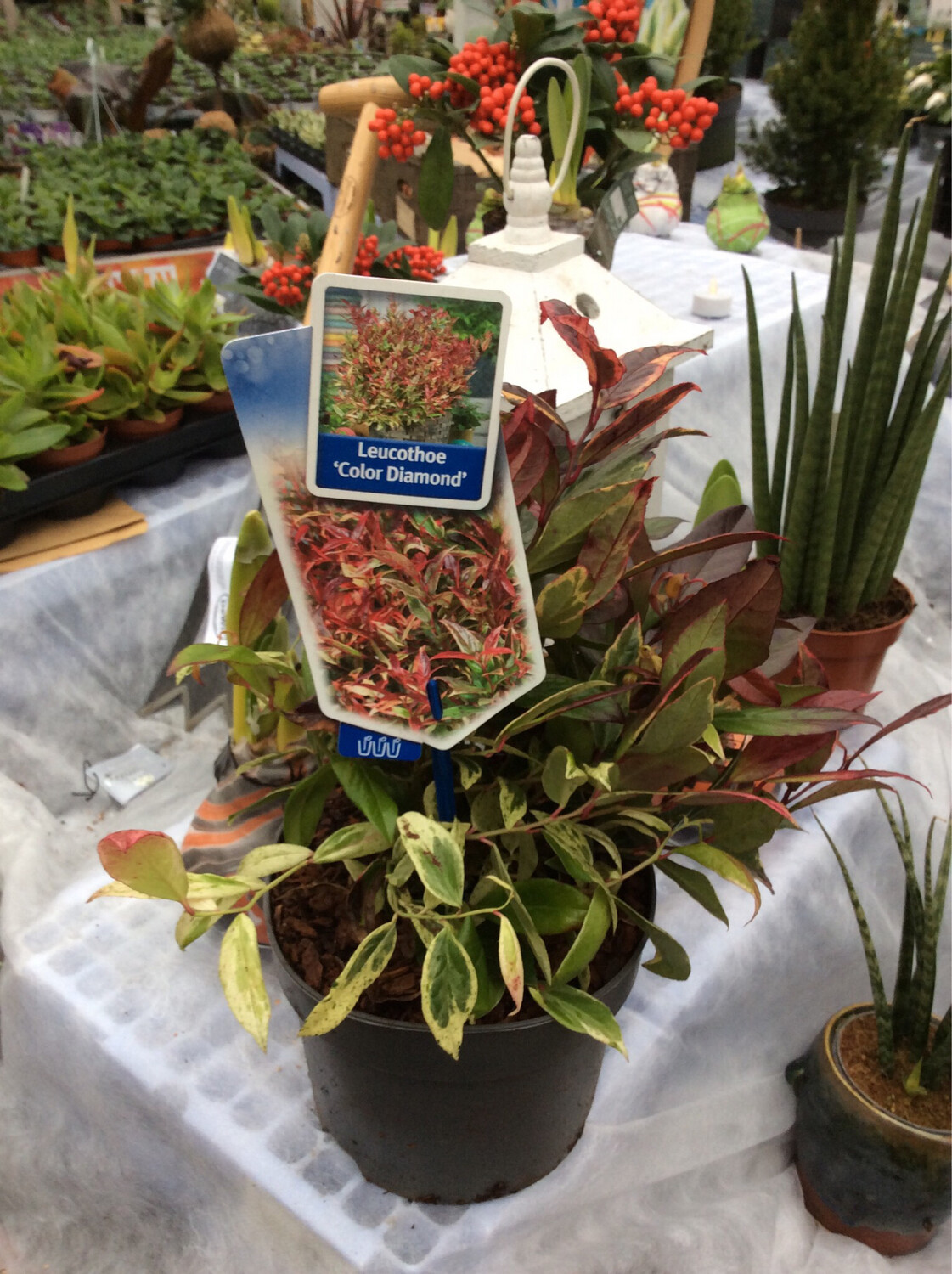 Leucothoe “Colour Diamond”
