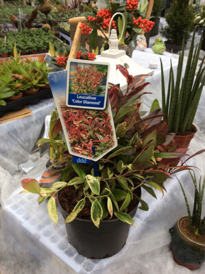 Leucothoe “Colour Diamond”