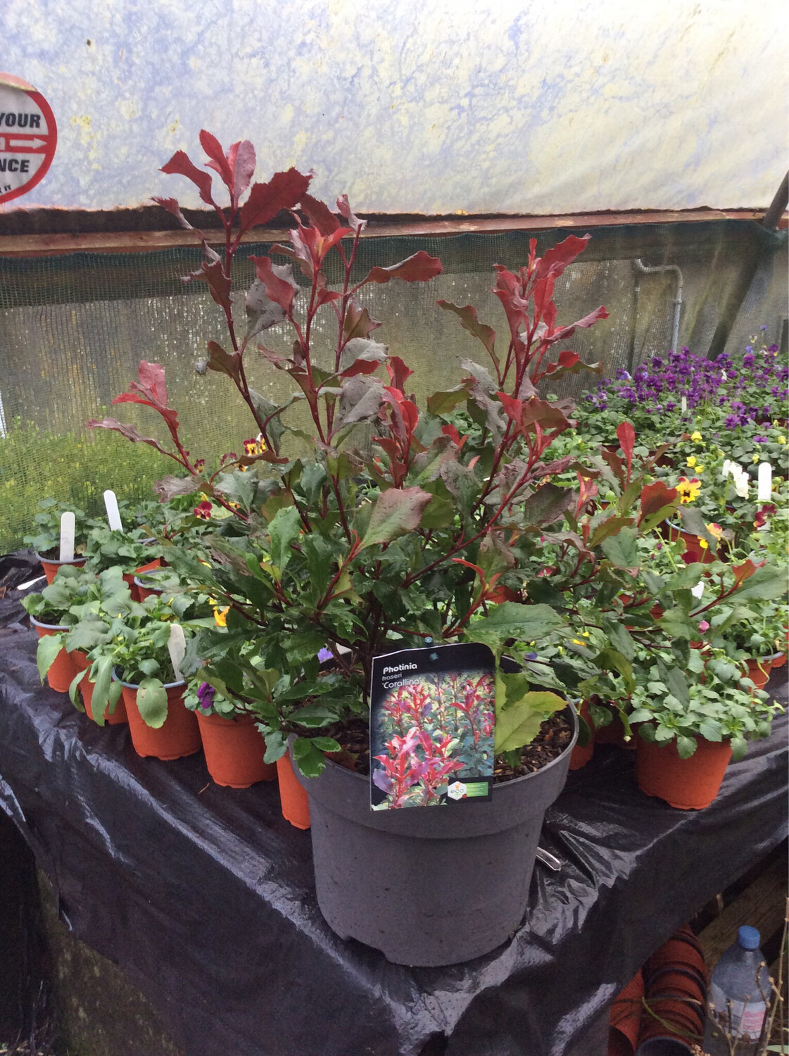 Photinia Corallina