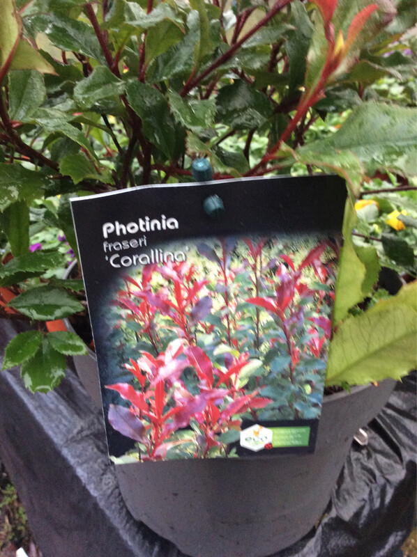 Photinia Corallina