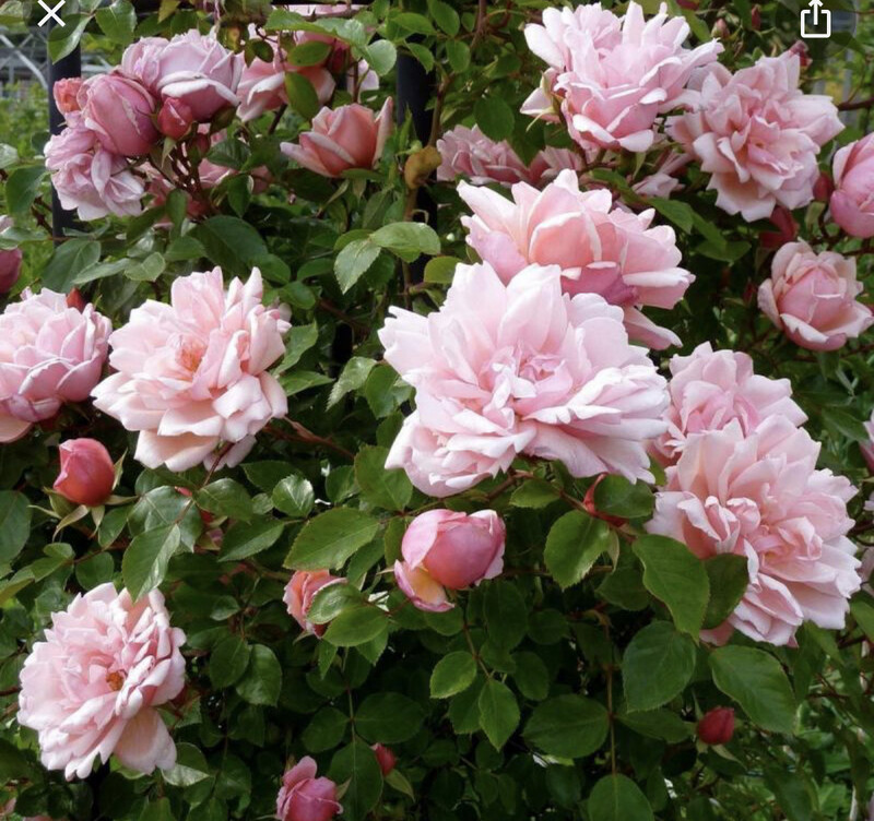 ROSE ALBERTINE