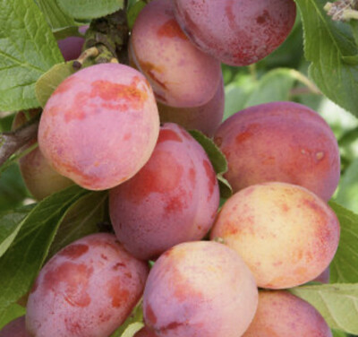 Dwarf Victoria Plum for pots or beds