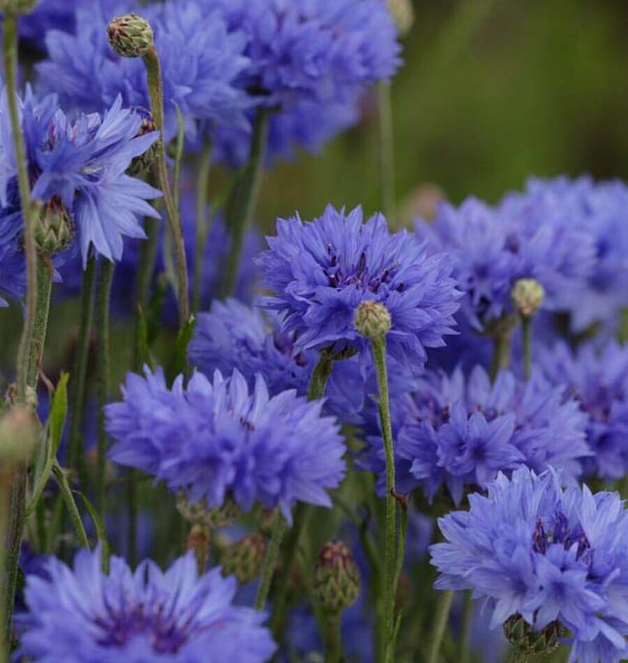 Cornflower 'Jubilee Gem'