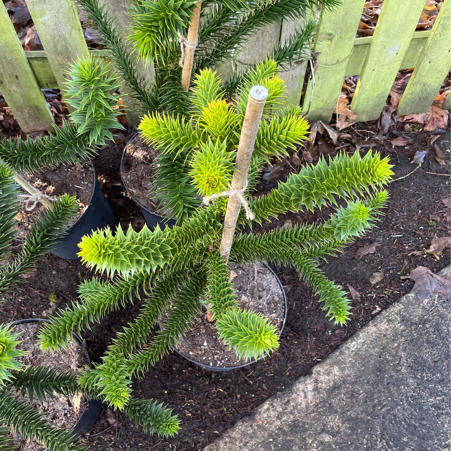 Monkey Puzzle Medium Size