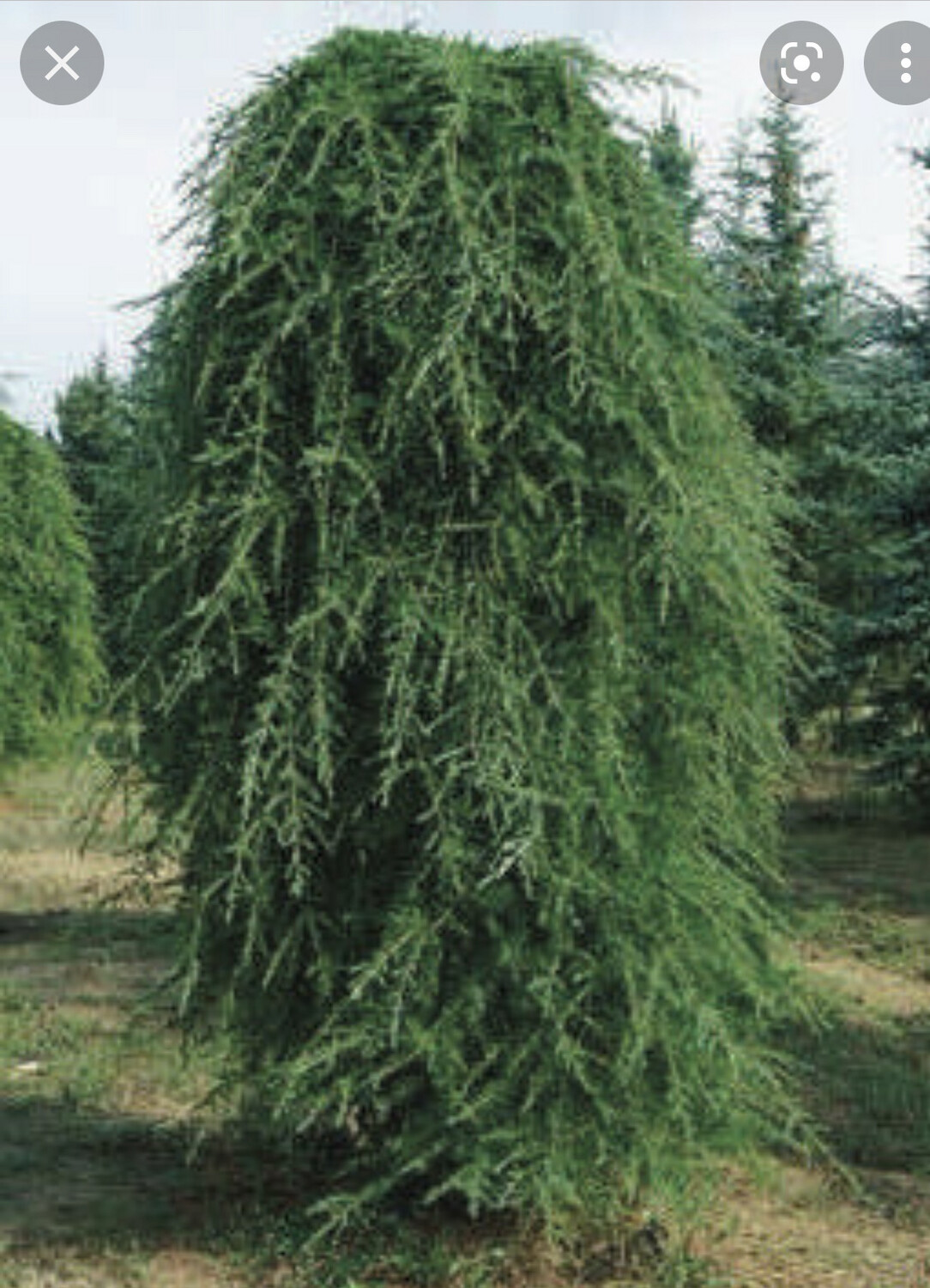 Himalayan Weeping Cedar ,prune To Size Required ..winter hardy,Strong trees approx 150cm