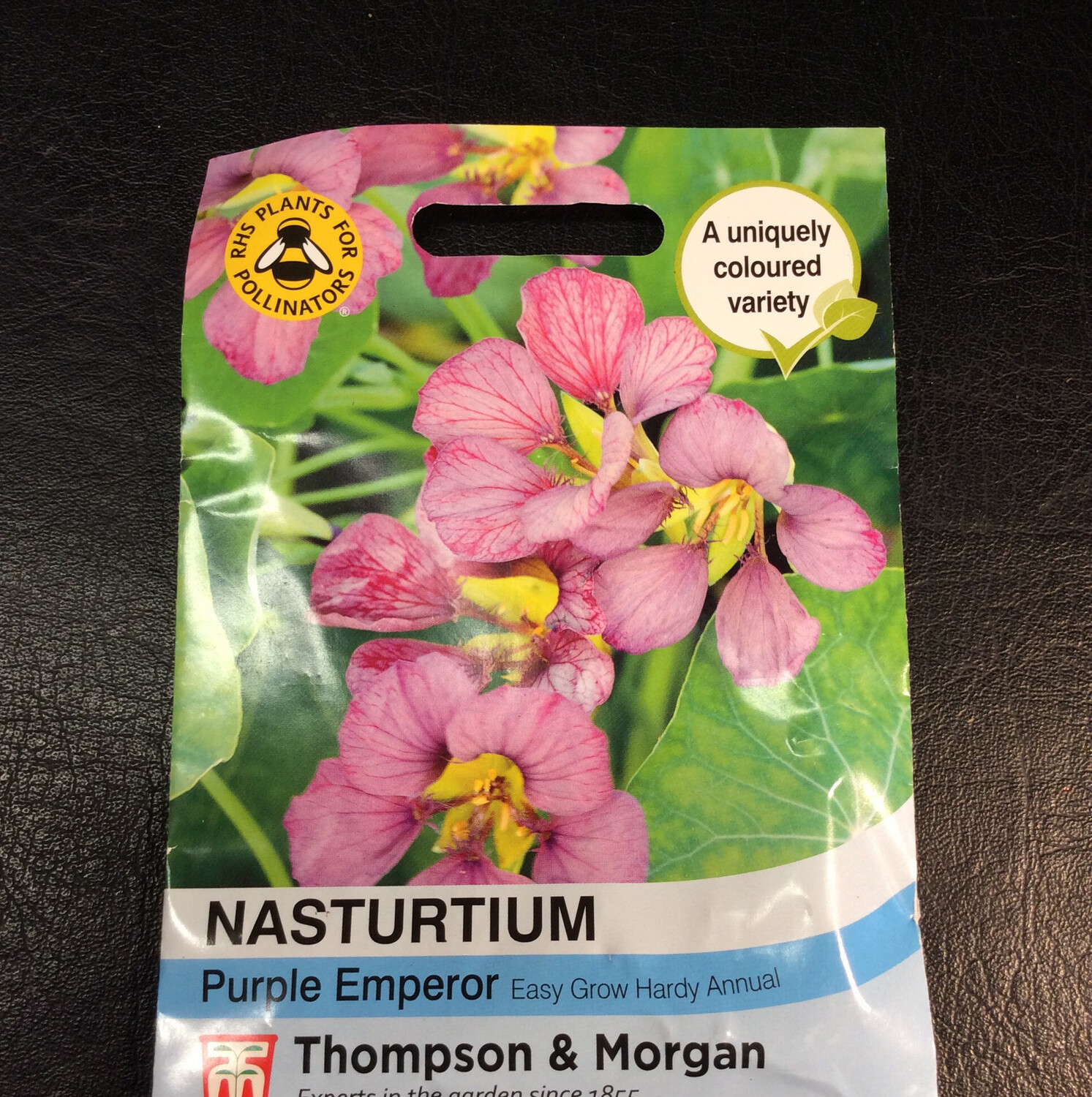 Nasturtium Purple Emperor