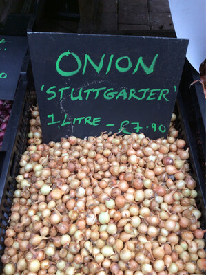 Onion Stuttgarter - 1Lt